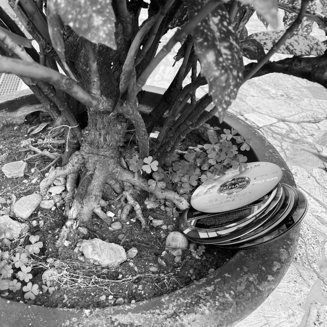 L'albero della musica ~ Foto © Antonio Dini